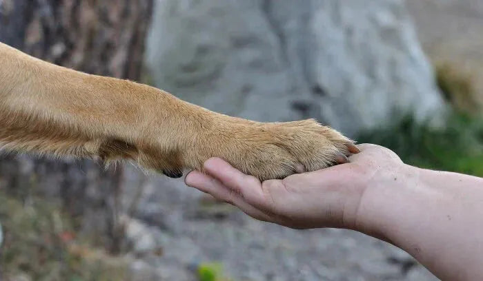 Yunnan Baiyao Benefits for Dogs - New Green Nutrition